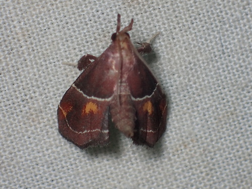 Long-snouted Penthesilea Moth