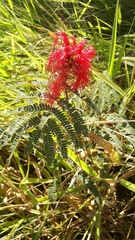 Calliandra dysantha