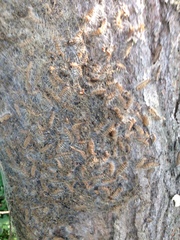 Thaumetopoea processionea