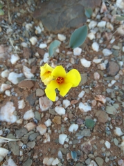 Oxalis salteri