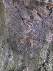 Thaumetopoea processionea