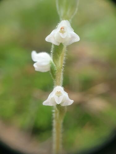 Checkered rattlesnake plantain (Goodyera tesselata)