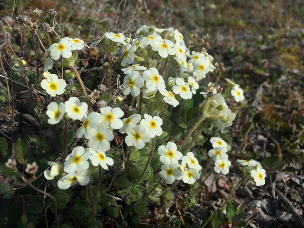 Lehmann's rockjasmine