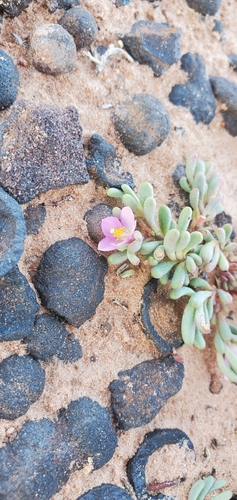 Image of Pygmy fameflower by (c) Mitch Van Dyke, some rights reserved (CC BY)