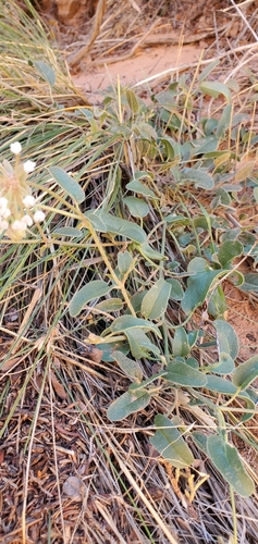 Image of Abronia elliptica by (c) Mitch Van Dyke, some rights reserved (CC BY)