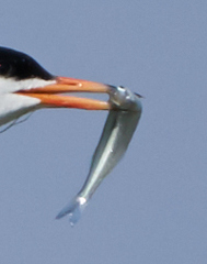 Atheriniformes