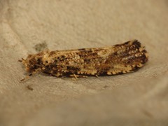 Morophaga choragella