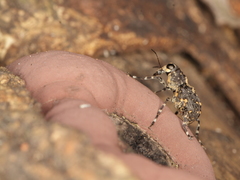 Sphinctotropis paviei