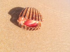 Acanthocardia echinata