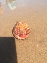 Acanthocardia echinata