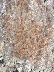 Thaumetopoea processionea