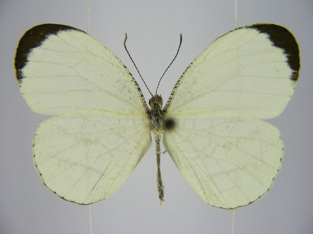 opaque wood white