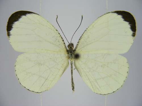 opaque wood white