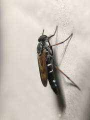 Ozodiceromyia nigrimana