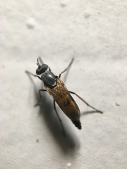 Ozodiceromyia nigrimana