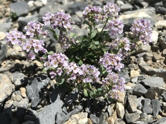 Noccaea rotundifolia