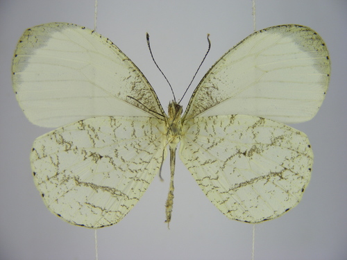 opaque wood white