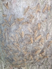 Thaumetopoea processionea