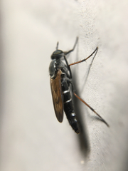 Ozodiceromyia nigrimana