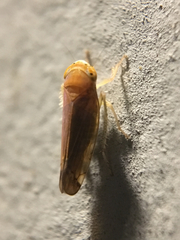Cicadellidae
