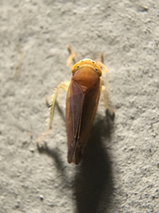 Cicadellidae