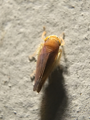 Cicadellidae