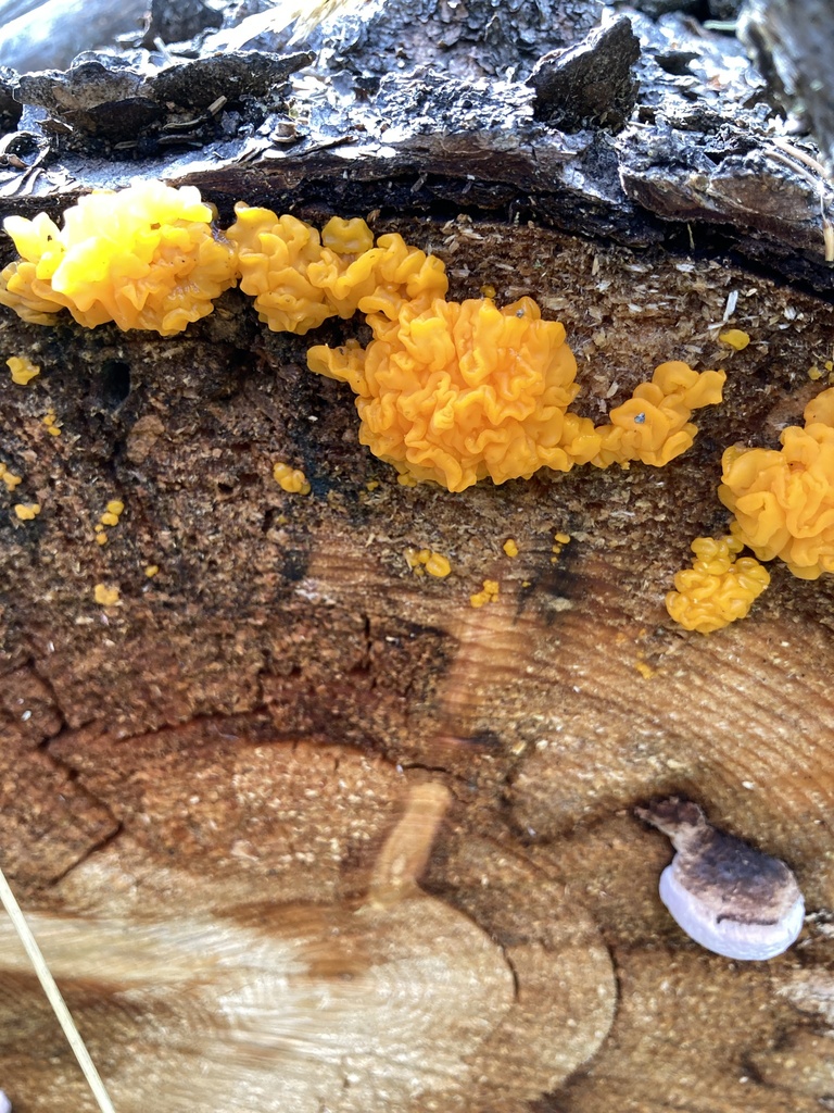 Orange Jelly Spot from Foothills County, AB, Canada on September 15