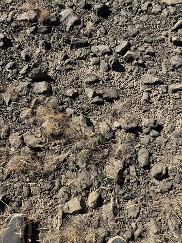 Image of Erigeron poliospermus by no rights reserved