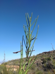 Indigofera gifbergensis
