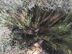 Indigofera gifbergensis