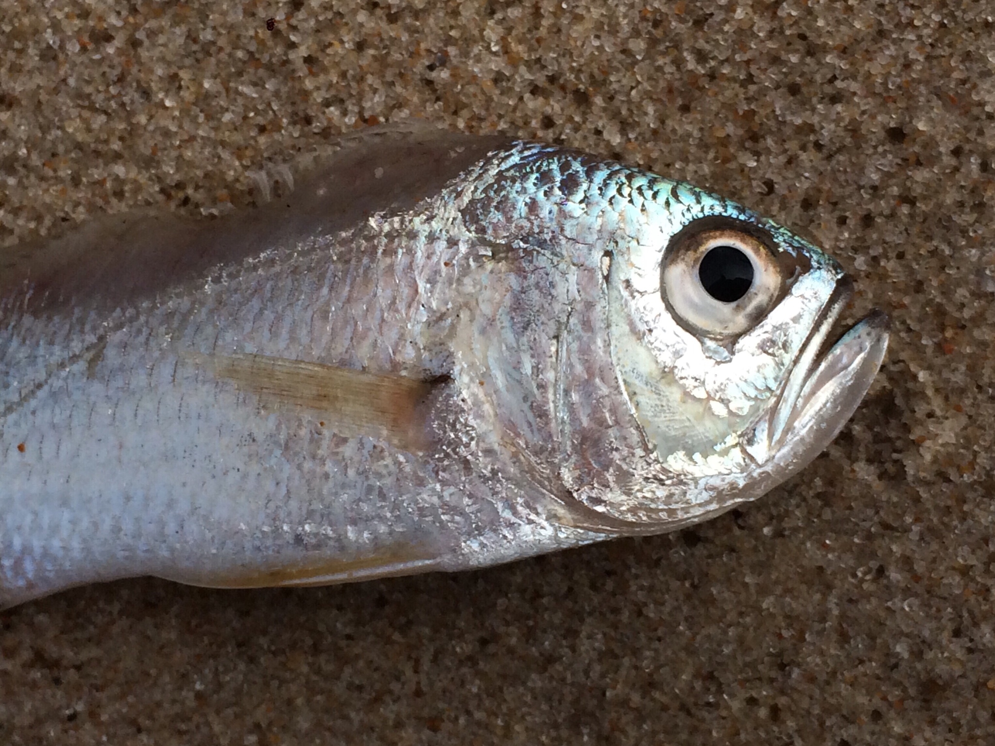 Oveva (Larimus breviceps) capturada em águas costeiras