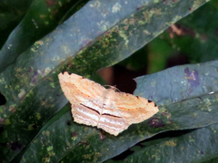 Calletaera postvittata