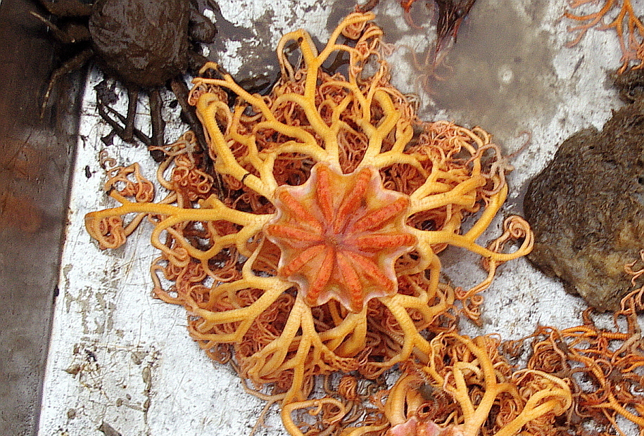 Common basket star