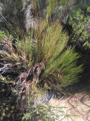 Indigofera gifbergensis