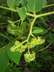 Tournefortia villosa