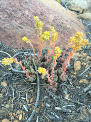 Sedum kiersteadiae