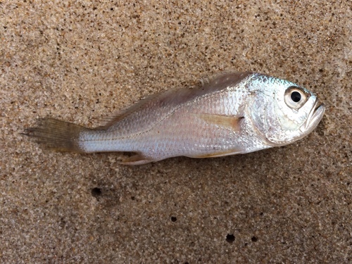 Shorthead drum (Larimus breviceps) — Sciaenidae — 2