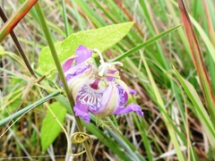 Passiflora urbaniana