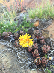 Sedum kiersteadiae