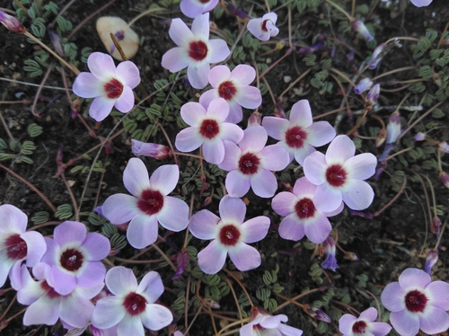 Image of Eye Sorrel (Oxalis oculifera) by (c) Brian du Preez, some rights reserved (CC BY-SA)