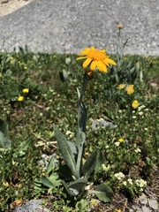 Senecio doronicum