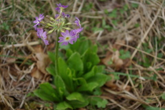 Primula algida