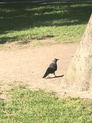 Corvus monedula