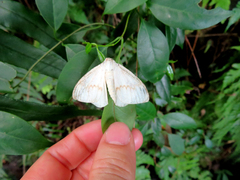 Lymantria xylina