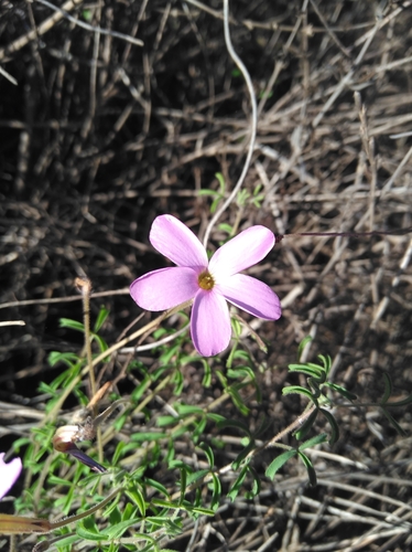 Oxalis giftbergensis (Oxalis giftbergensis)