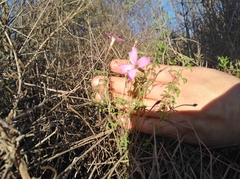 Oxalis giftbergensis