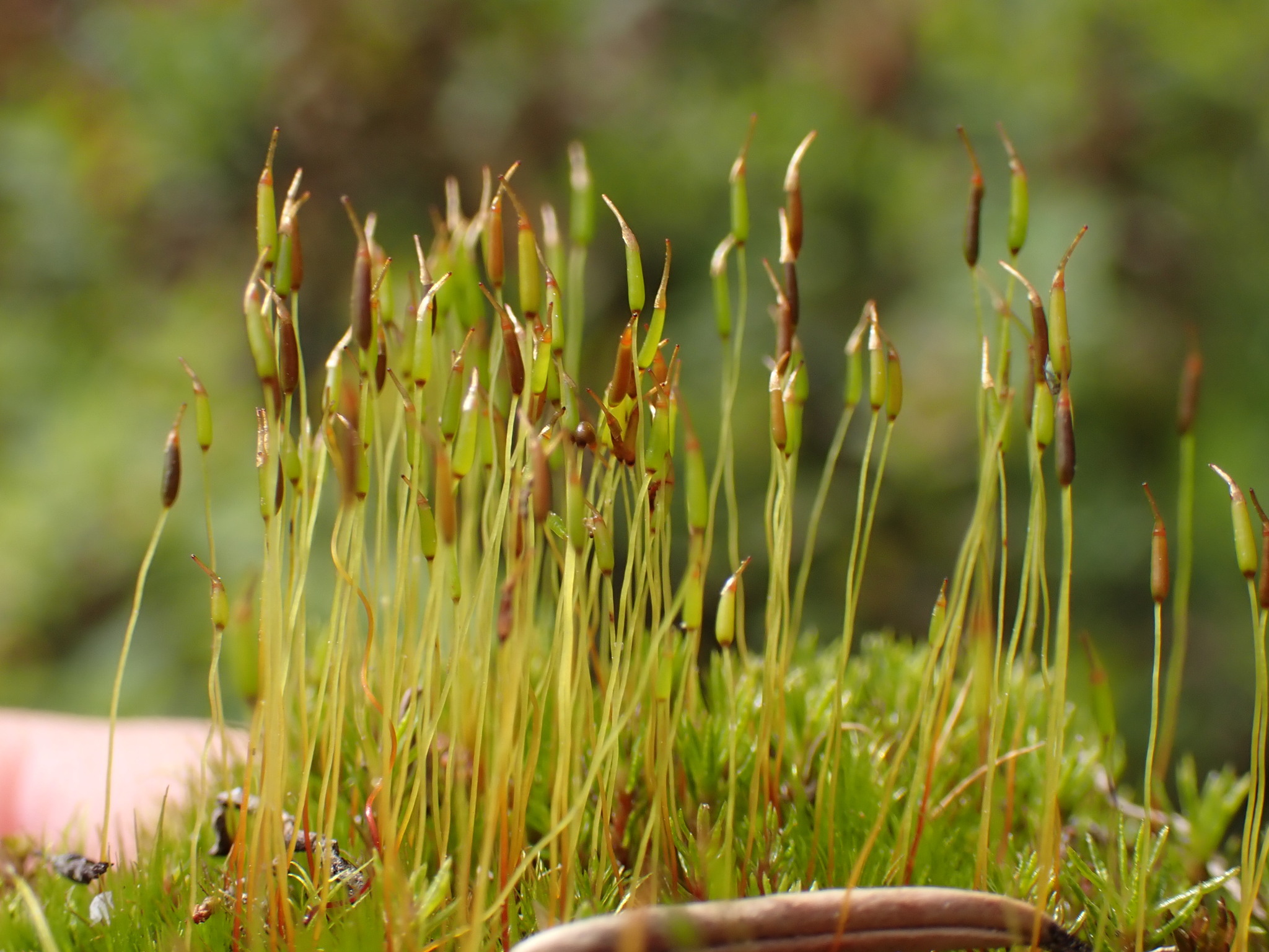 Ditrichum montanum