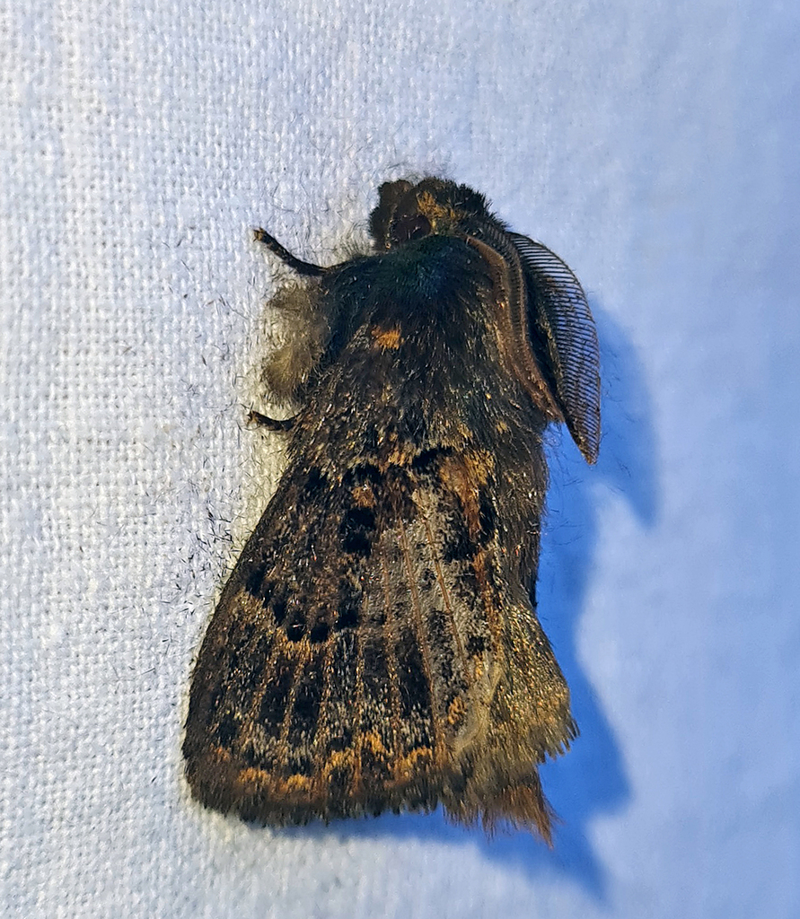 Baodera khasiana