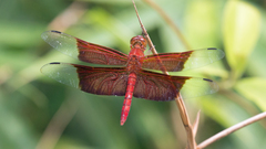 Camacinia gigantea