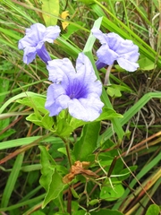 Ruellia geminiflora